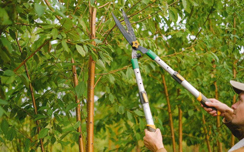 Tree trimming in Oakland, IA