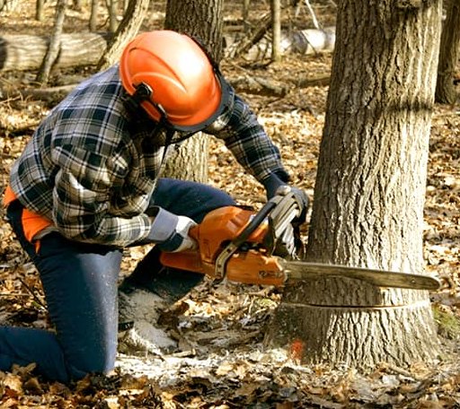 Tree Removal in Oakland, IA